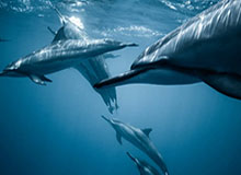 半岛体育官方网站：用专业与热情点亮你的体育每天